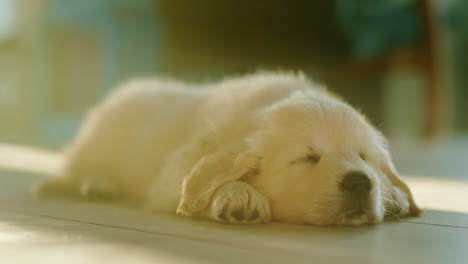 un cachorro peludo gracioso durmiendo en el suelo al sol.