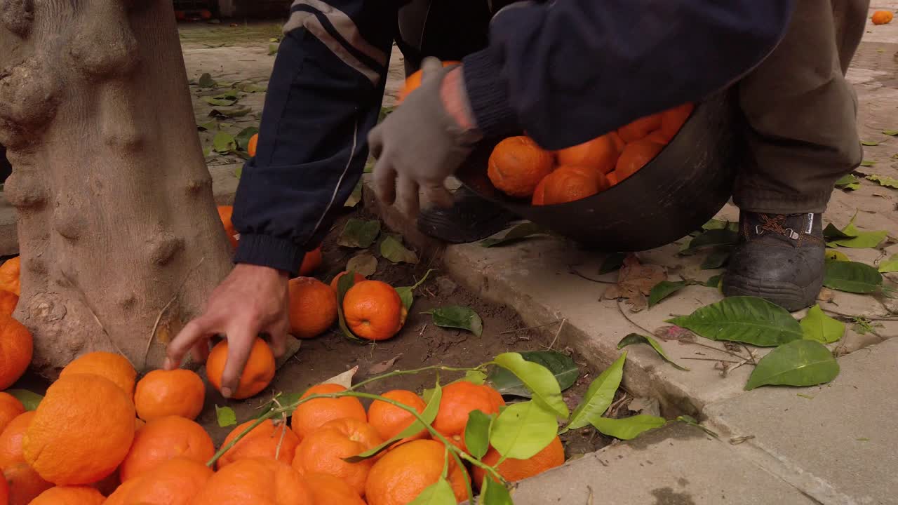 recolector arrojando rápidamente naranjas en un balde entre las piernas, cámara lenta de cerca