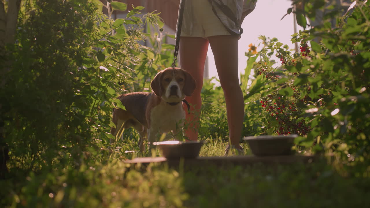 jardinero de pie con su perro al aire libre sosteniendo la correa mientras el perro parece contemplativo, dos cuencos de metal colocados en una tabla de madera en la parte delantera, rodeados de frondoso follaje verde