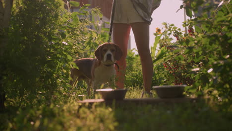 gardener standing with her dog outdoors holding leash while dog looks contemplative, two metal bowls placed on wooden plank in front, surrounded by lush green foliage