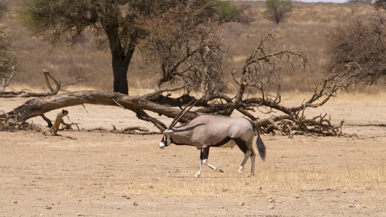 dos gemsboks se preparan para una pelea, asintiendo con la cabeza y amenazando con sus cuernos
