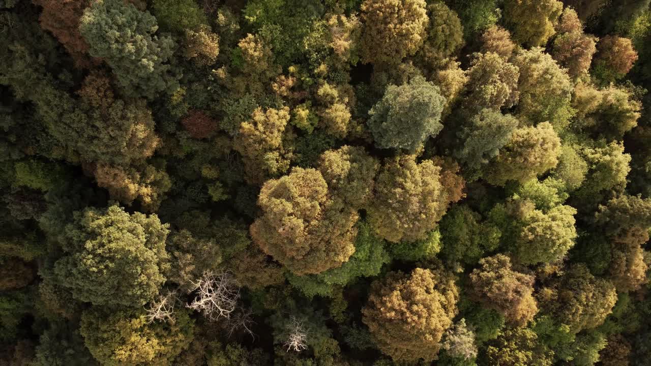 Drone Overhead Shot Of Astonishing Green Forest In Heart Of Virgin Nature, Mexico