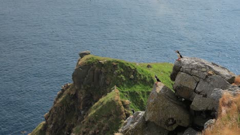 Atlantic-puffin-(Fratercula-arctica),-on-the-rock-on-the-island-of-Runde-(Norway).