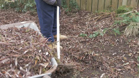 raking dry fallen leaves off garden soil