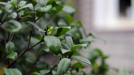 close-up of green plant with budding flowers