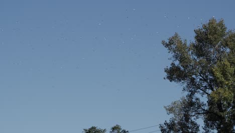 a huge flock of seagulls flying in the distance over trees