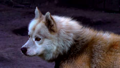 the red-haired dog of the husky breed is tied with a chain to a wooden fence. shaggy dog is calm, because before that he ate.