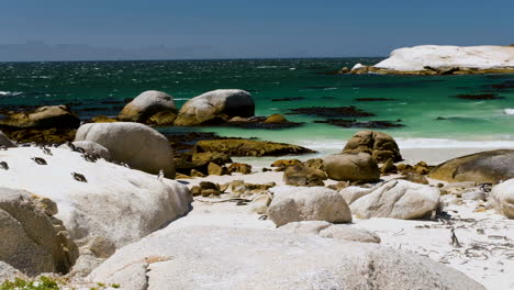 pingüinos africanos tomando el sol en la gran roca de la playa de cantos rodados, la ciudad de simon