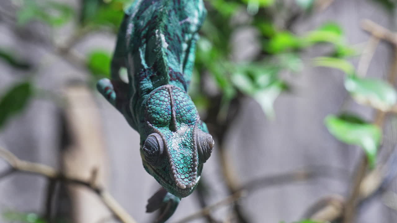 Chameleon hanging upside down in a tree, blending into its natural habitat