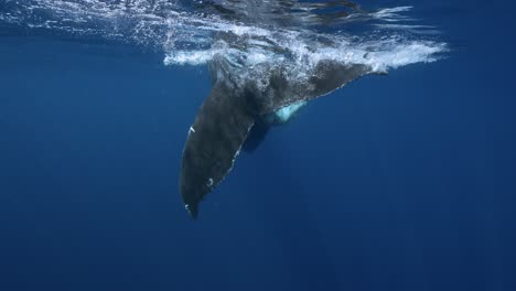 slow motion close shot of shot of humpback whales fluke