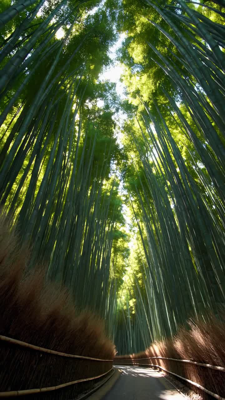 A serene bamboo forest captured from a low-angle, creating a towering effect