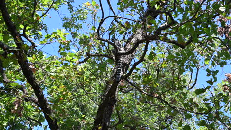 a-lemur-is-perched-in-a-tree,-enclosure-in-a-zoo