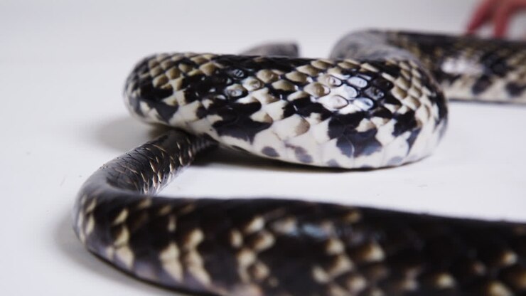 Close-up - Lichaam van een valse watercobra op een witte achtergrond