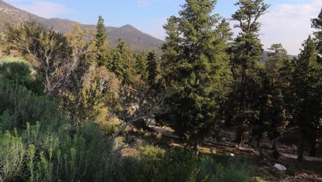 hiking trails at mount charleston nevada in vertical panorama