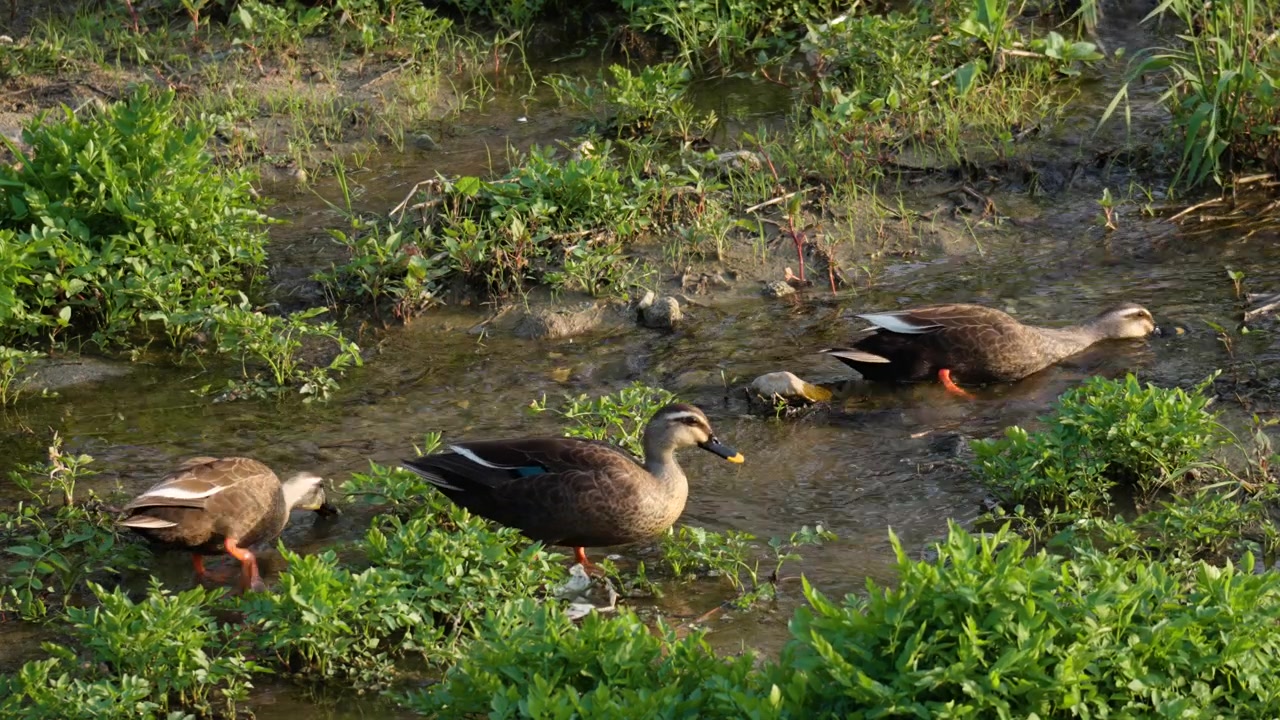 Tree Spot-Billed Ducks Feed and Eating Water Grass in Spring Brook At Sundown