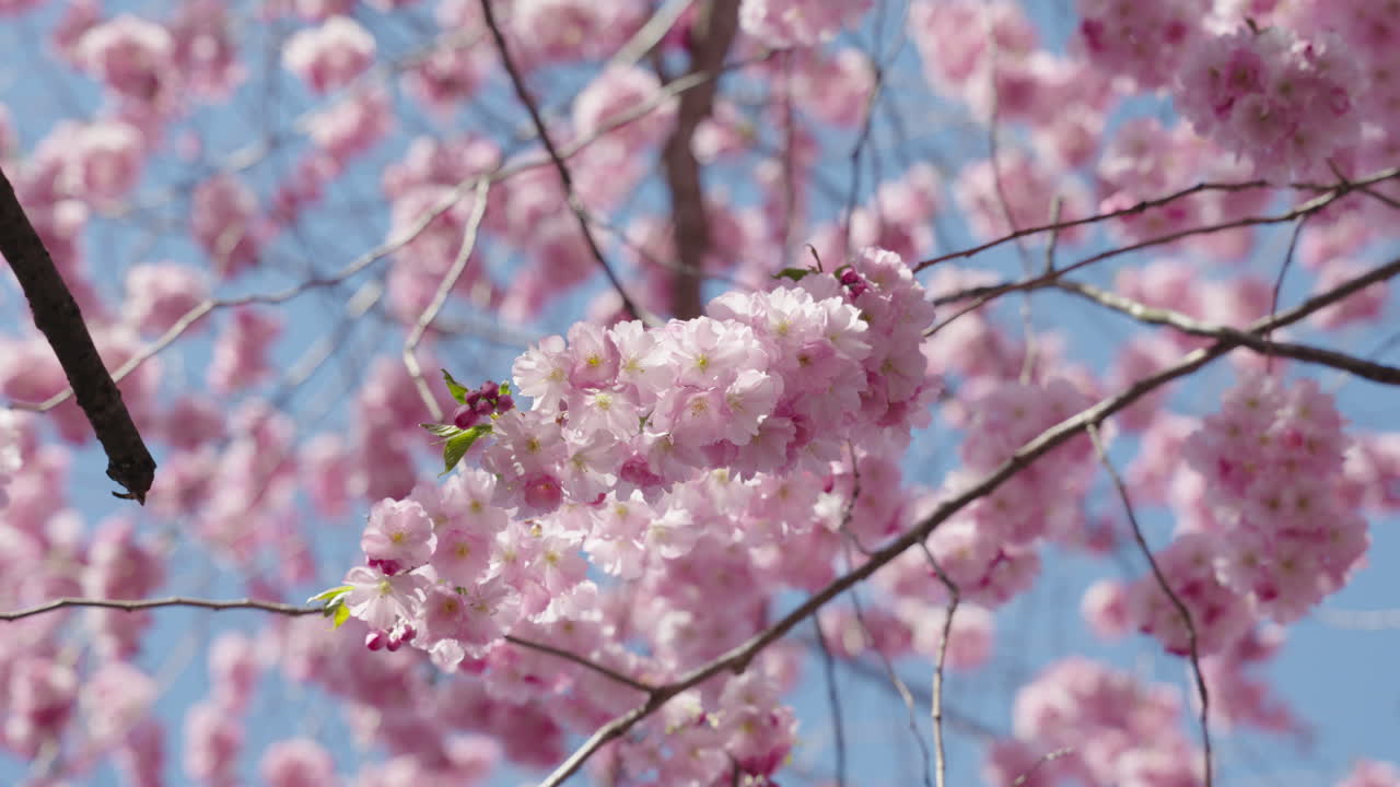 Primer plano de cerezo en flor y flores rosas