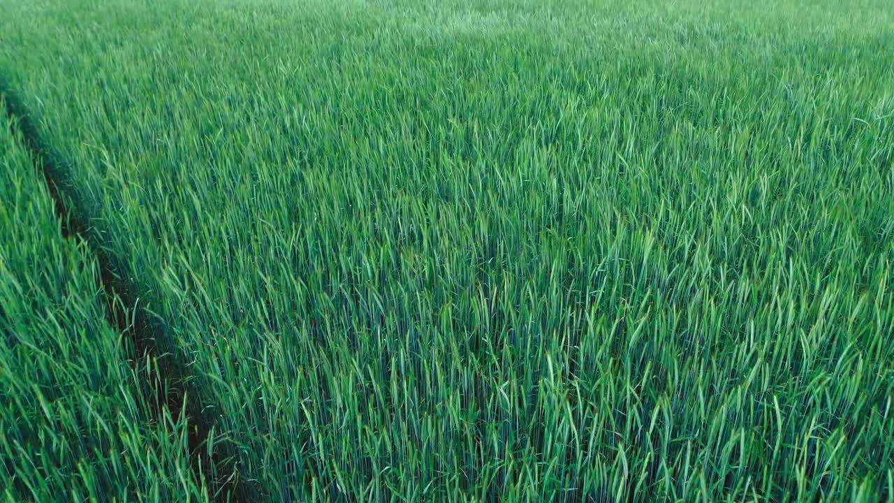 vista aerea di un ricco pascolo verde, pronto per il raccolto, 4k