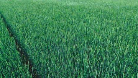 aerial-view-of-rich-green-pasture,-ready-for-harvest,-4k