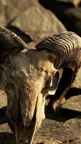 closeup of a bighorn sheep skull