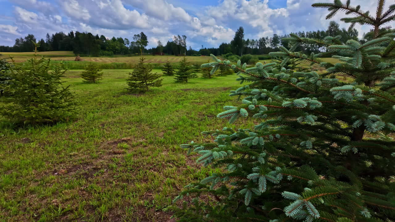 숲 을 재생 하는 것 을 상징 하는, 풍부 한 토양 에서 번성 하는 초록색 소나무 씨 의 줄