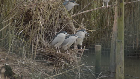 bihoreau gris assis sur roseau près de l'étang