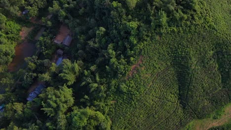 Small-village-nearby-tea-plants-plantation