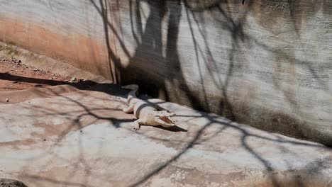 mouth wide open to expell its body heat during a summer afternoon in its enclosure then suddenly opens its eyes, siamese crocodile crocodylus siamensis, thailand