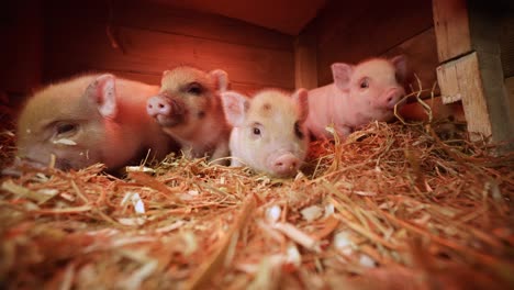 cute mini pigs