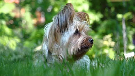 süßer yorkie hund, der sich hinlegt und sich umschaut - flacher fokus bokeh cu nahaufnahme 60fps