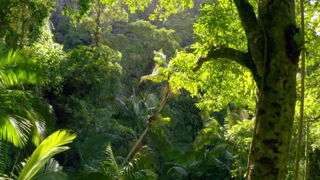 imágenes de drones de 4k de un bosque en australia