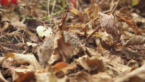 Common-Hedgehog-Foraging-Into-The-Plant-Litter