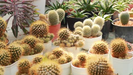 various cacti displayed in pots on a table