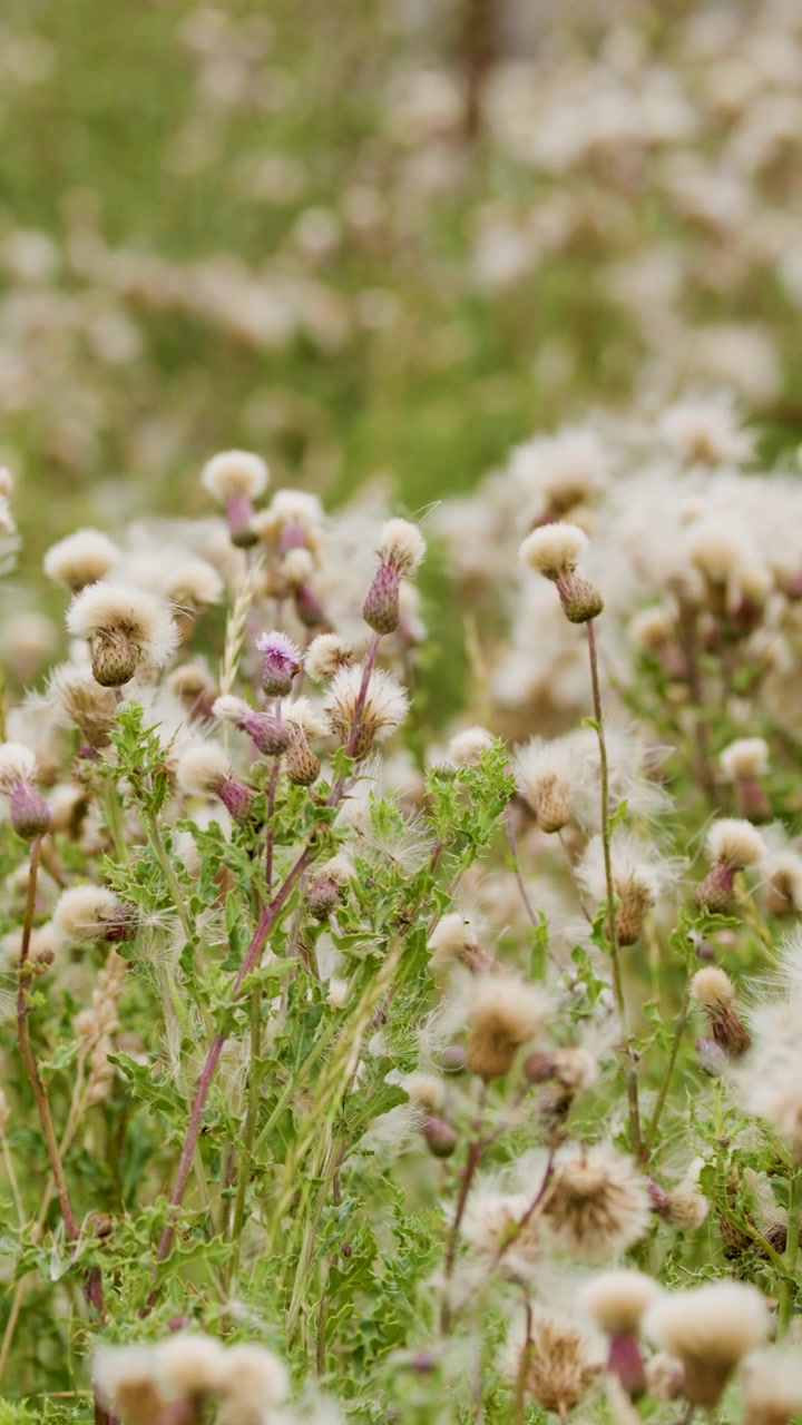 A soft daylight camera push moves through a dense field of blooming thistles and wildflowers, highlighting fluffy seed heads and natural greenery