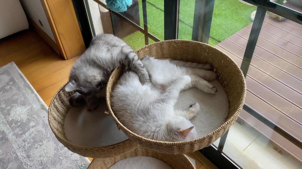 Momento bellissimo con due cincillà persiani silver dopo un po' di tempo di assenza