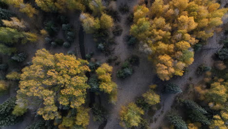 Aerial-Fly-Over-of-Yellow-and-Green-Forest-in-Telluride,-Colorado