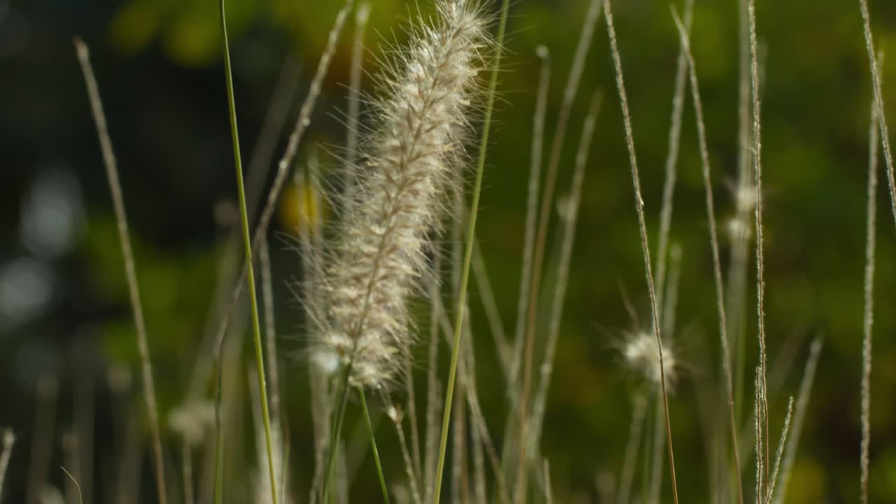 Gentle grass swaying in Marrakesh's serene outdoor setting