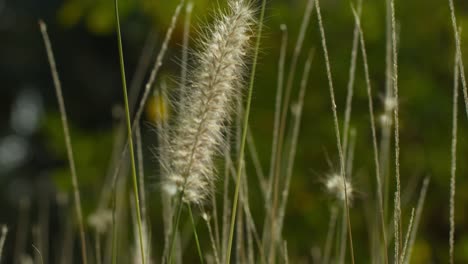 gentle grass swaying in marrakesh's serene outdoor setting