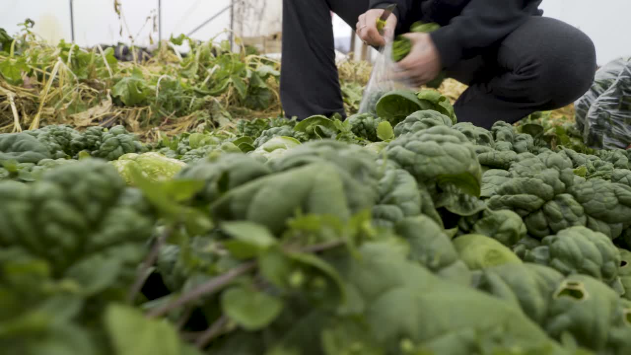 Harvesting Spinach in a Greenhouse