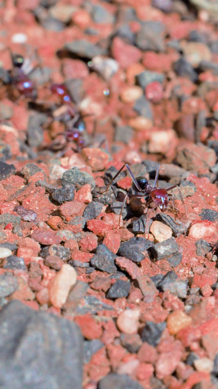 Diverse formiche toro australiane strisciano attivamente e si nutrono su un frammento di oliva tra ghiaia rossa e pietre sotto la luminosa luce naturale del giorno, ripreso con una telecamera stabile in primo piano