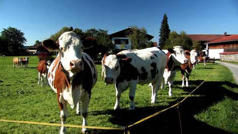 grassland and meadow with cows in bavaria, germany-3