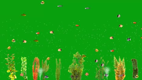 aquarium scene with fish and plants on green screen