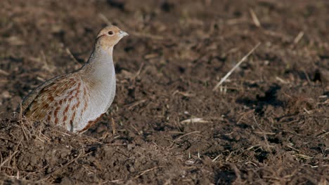 Perfekte-Nahaufnahme-Des-Grauen-Rebhuhnvogels,-Der-Auf-Der-Straße-Und-Graswiese-Füttert-Und-Sich-Versteckt