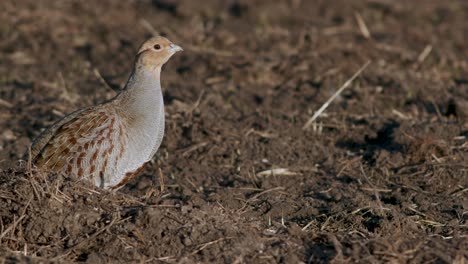 primer plano perfecto de pájaro perdiz gris caminando por la carretera y pradera de hierba alimentándose y escondiéndose