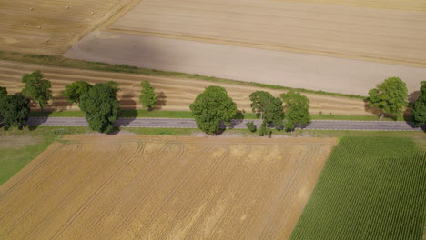 camino de campo vacío en callejón de árboles, vista de drones desde arriba