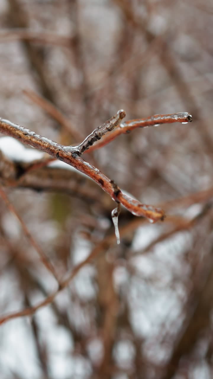 primer plano detallado de una rama de árbol helada cubierta con una delicada capa de hielo y hielo, mostrando texturas intrincadas de la superficie congelada contra un fondo suavemente borroso de árboles de invierno