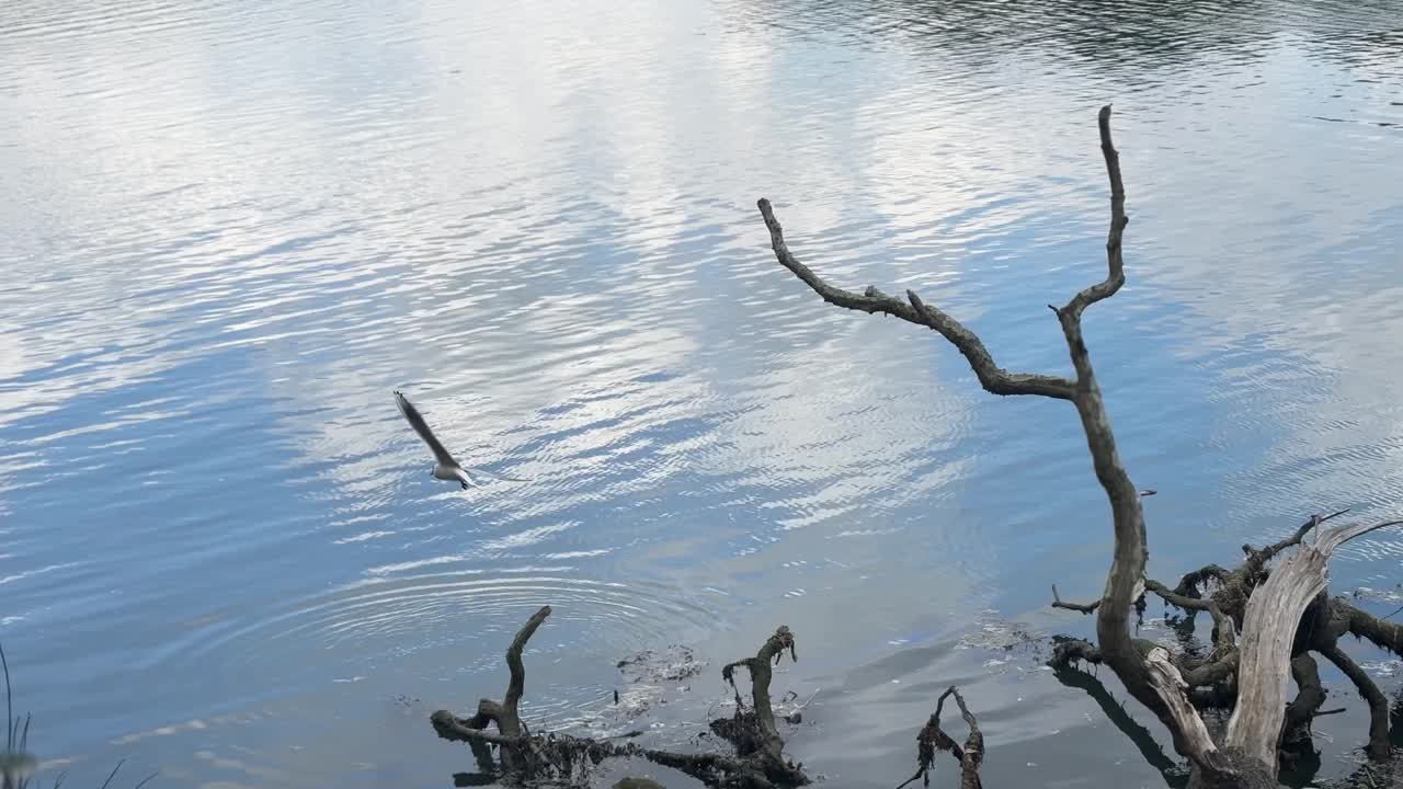 A tranquil view of the River Hamble with calm, reflective water and a weathered tree branch jutting from the bank. A bird surfaces mid-dive, capturing a peaceful moment in nature.