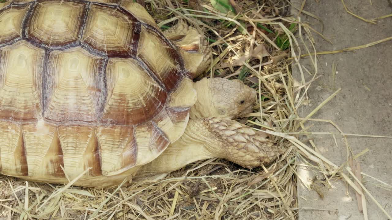 Tortoise grazing dry grass natural habitat wildlife serene environment close-up view animal behavior