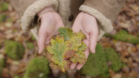 hands holding leaves in woodland area