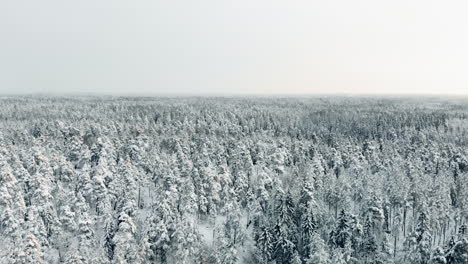 Antenne,-Rückwärts,-Drohne-Erschossen,-Tieffliegen-über-Finnisch,-Winterwald,-Von-Schnee,-Bedeckte-Fichten-Oder-Kiefern,-An-Einem-Bewölkten-Tag,-Im-Nuuksio-nationalpark,-In-Espoo,-Uusimaa,-Finnland