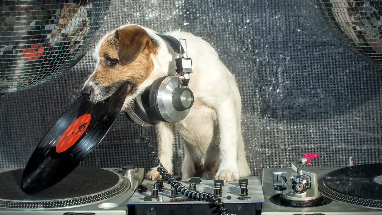 Free stock video - Dog dj 4k 14